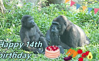 Best Wish to Iriki's 14th Birthday