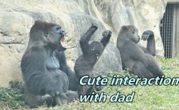 Little Gorillas Jabali and Ringo Never Tired to Jump to Dad