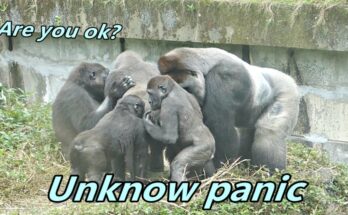 "The Gorilla D'jeeco Family: Unknowing Panic and Unity in Crisis"