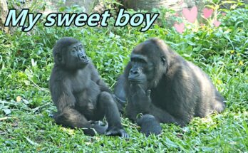 Little Gorilla Ringo's Cozy Time with Mom