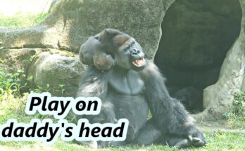 "Jabali's Playful Adventure: Climbing to Daddy’s Head for Fun"