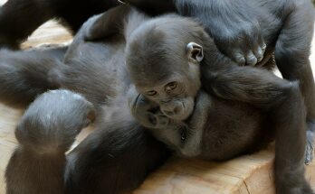 Top 8 Most Viewed Gorilla Videos on YouTube