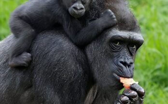 10 Adorable Gorilla Photos That Will Warm Your Heart