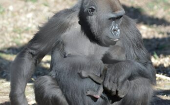 🦍 10 Fascinating Facts About Gorillas