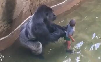 🦍 Experts Analyze Harambe’s Final Moments