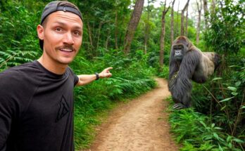 š¦ Top 5 Most Viewed Gorilla Videos on YouTube