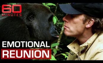 Man and Gorilla's Emotional Reunion After Years Apart