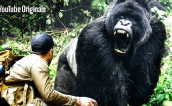 LARGEST Gorilla Found in Congo! | Brave Mission