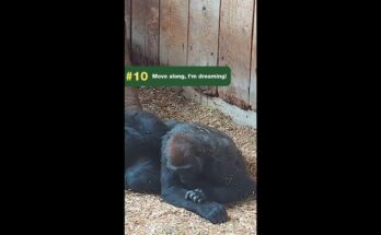 Top 10 Gorilla Moments