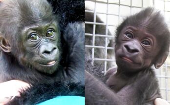 Kindi’s Second Chance – From Orphan to Thriving Gorilla