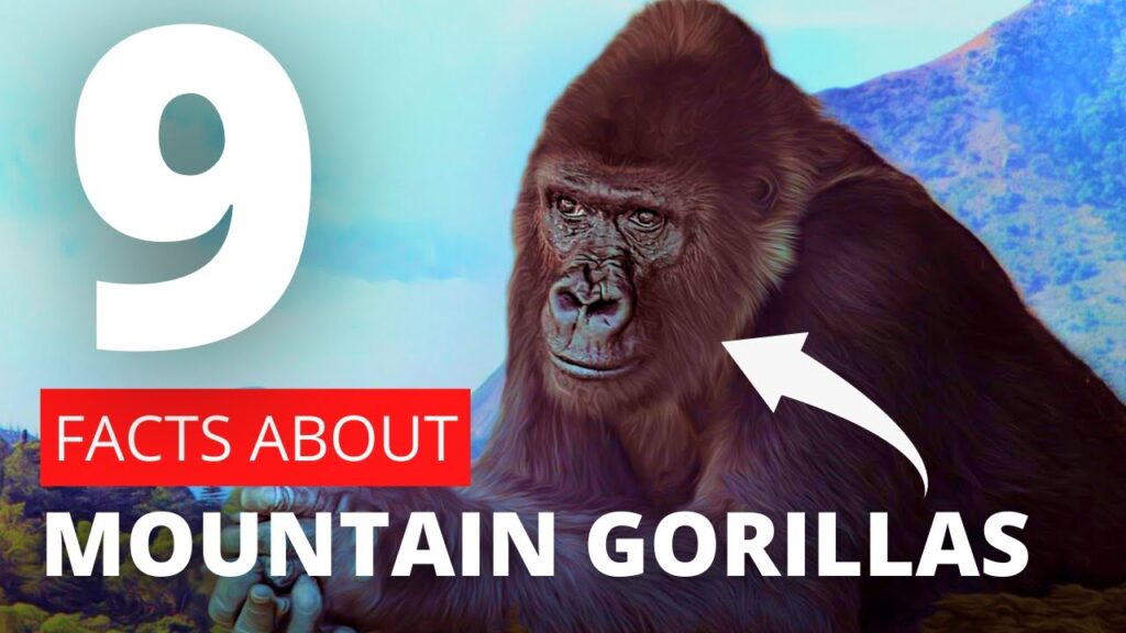 9 Must-Know Facts About The Endangered Mountain Gorillas
