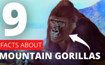 9 Must-Know Facts About The Endangered Mountain Gorillas