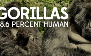 Gorillas: 98.6% Human
