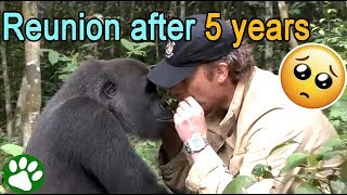 Everyone warned him to not meet the gorilla he raised