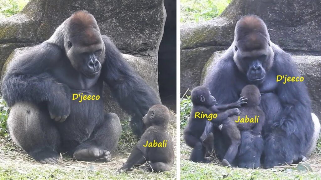 Jelani – The Selfie-Loving Gorilla