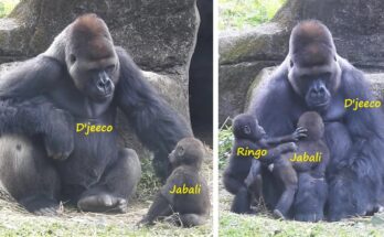 Jelani – The Selfie-Loving Gorilla