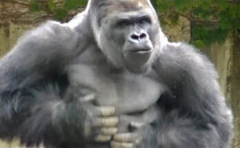 Shabani Strikes Again – The Drumming Gorilla Returns!