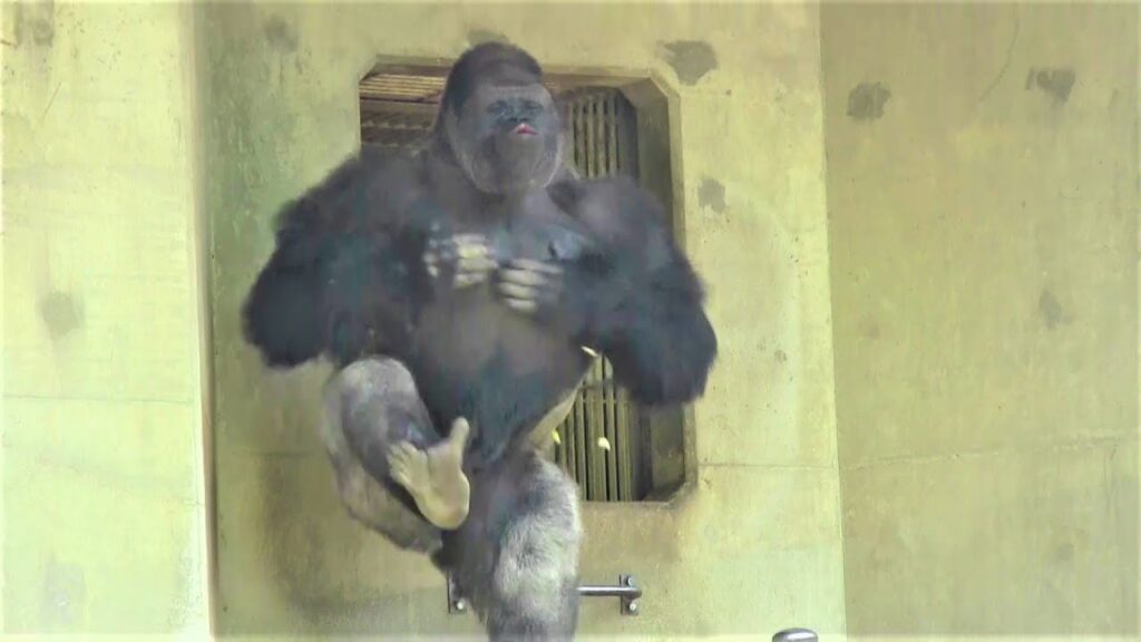 Shabani – The Silverback Gorilla Who Became a Drumming Star in Japan