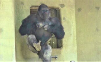 Shabani – The Silverback Gorilla Who Became a Drumming Star in Japan