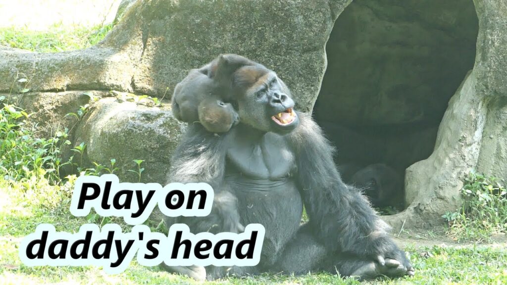 Little Gorilla’s Playful Climb: A Father-Son Moment