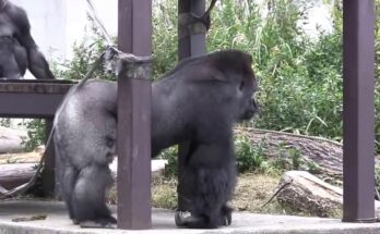 Shabani: Japan’s “Ikemen Gorilla” Strikes Again