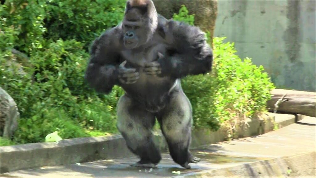 The Handsome Gorilla’s Tender Moments at the Zoo