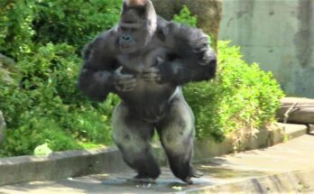 The Handsome Gorilla’s Tender Moments at the Zoo