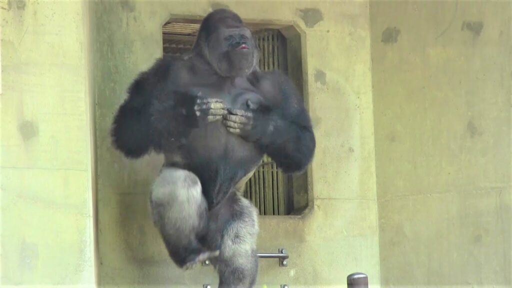 Shabani: Japan’s “Ikemen Gorilla” Strikes Again