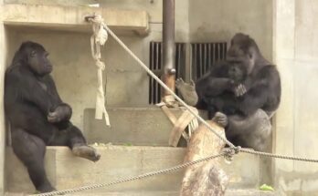 Shabani’s Impressive Drumming Moment at a Japanese Zoo