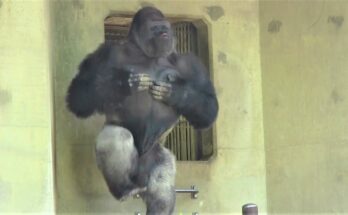 When a Gorilla Becomes a Drumming Maestro