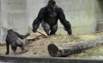 Jungle Beats: Shabani and the Gorilla Drum Circle