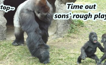 Gorilla Dad Steps In – A Quiet Lesson in Parenting