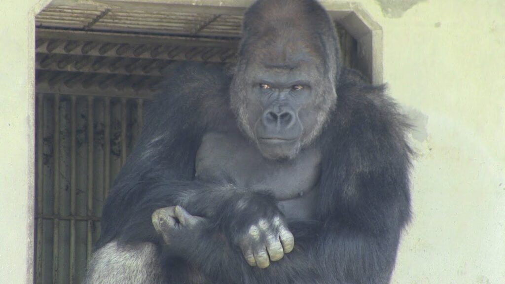 Shabani the Gorilla Surprises Visitors with Intense “Rampage” Moment