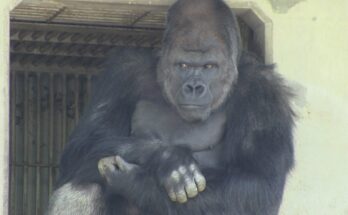 Shabani the Gorilla Surprises Visitors with Intense “Rampage” Moment